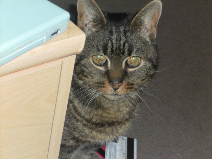 Picture of a cat / kitten / feline