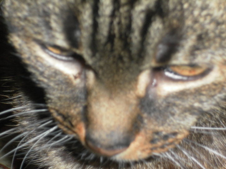 Picture of a cat / kitten / feline