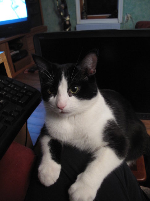 Picture of a cat / kitten / feline