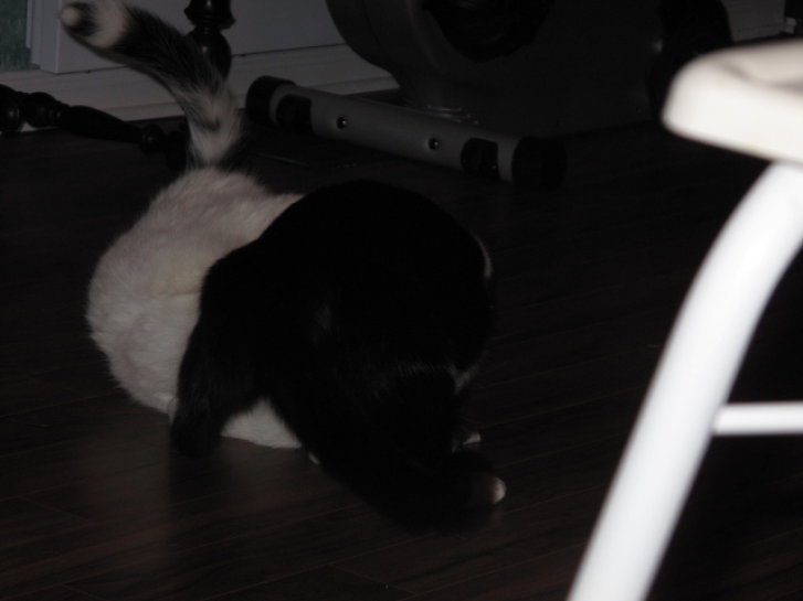 Picture of a cat / kitten / feline