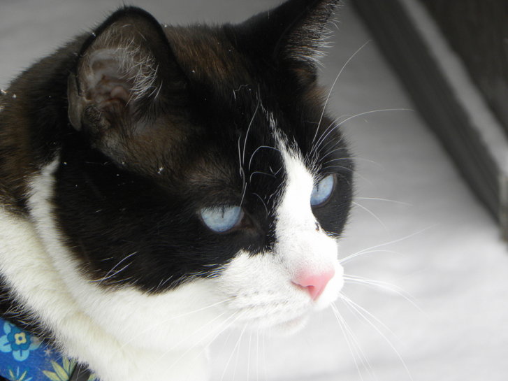 Picture of a cat / kitten / feline