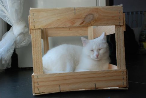 Picture of a cat / kitten / feline