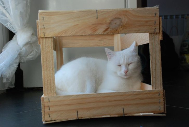 Picture of a cat / kitten / feline