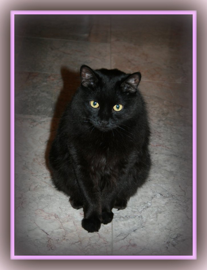 Picture of a cat / kitten / feline