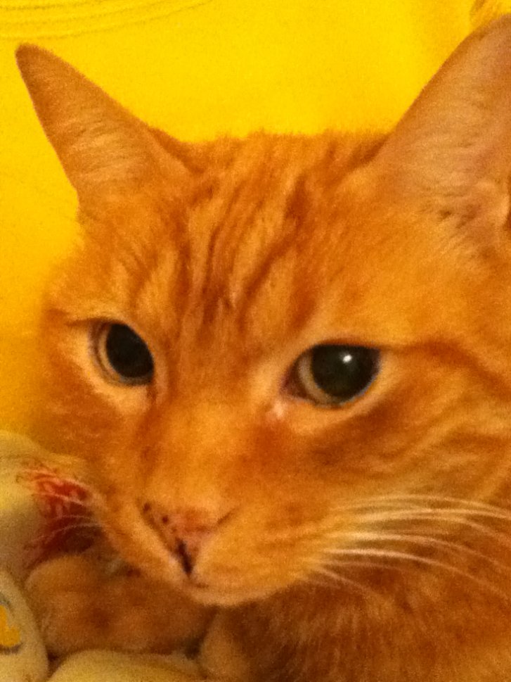 Picture of a cat / kitten / feline