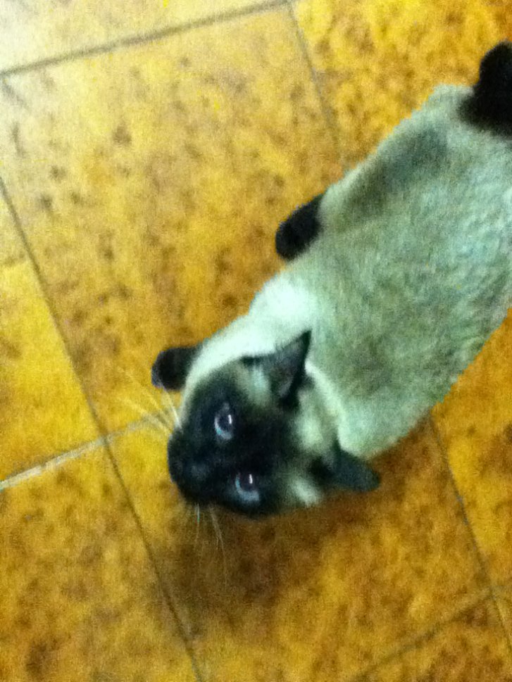 Picture of a cat / kitten / feline