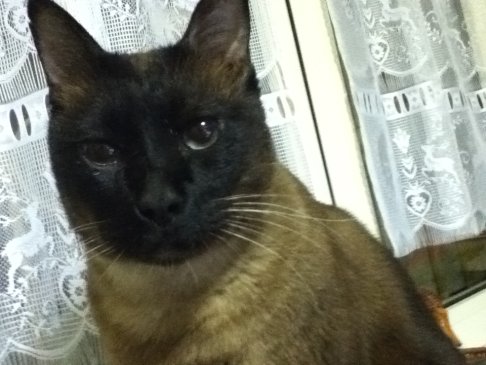 Picture of a cat / kitten / feline