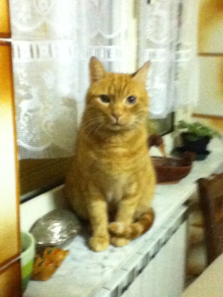 Picture of a cat / kitten / feline