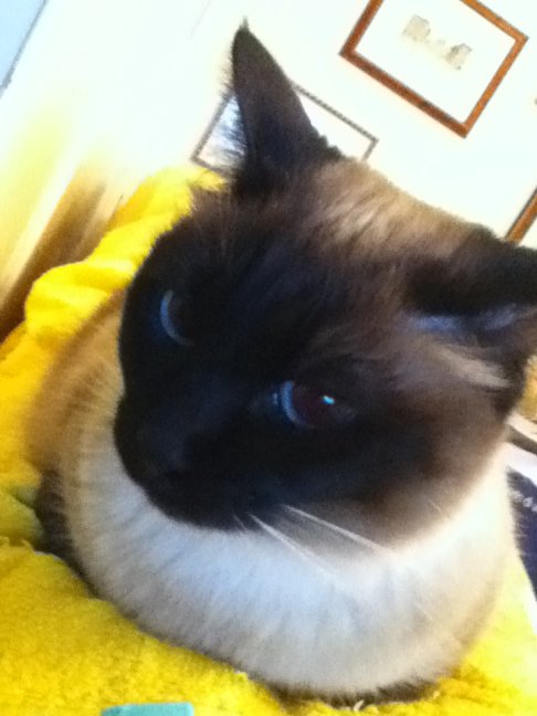 Picture of a cat / kitten / feline