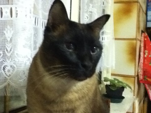 Picture of a cat / kitten / feline