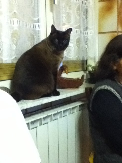 Picture of a cat / kitten / feline