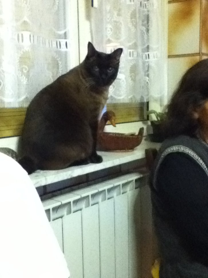 Picture of a cat / kitten / feline