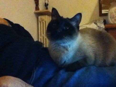 Picture of a cat / kitten / feline