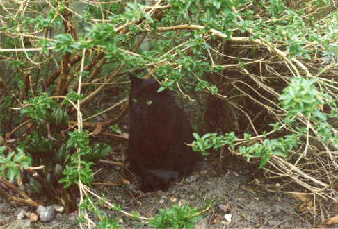 Picture of a cat / kitten / feline