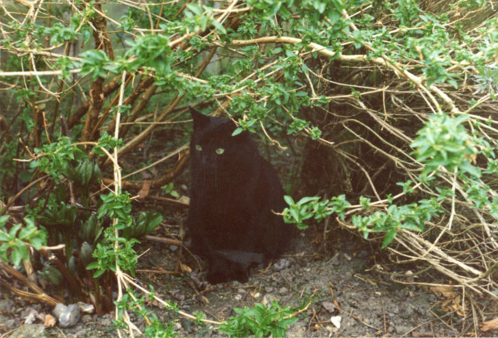 Picture of a cat / kitten / feline