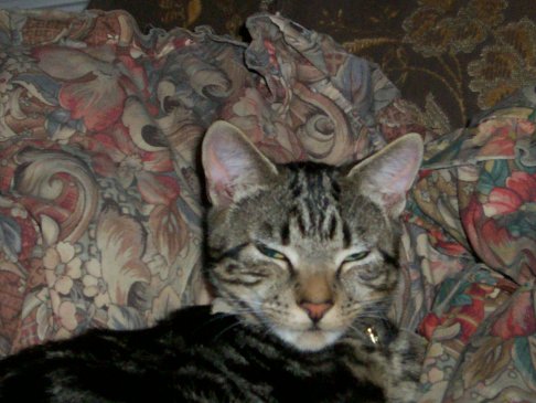 Picture of a cat / kitten / feline