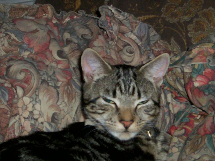 Picture of a cat / kitten / feline