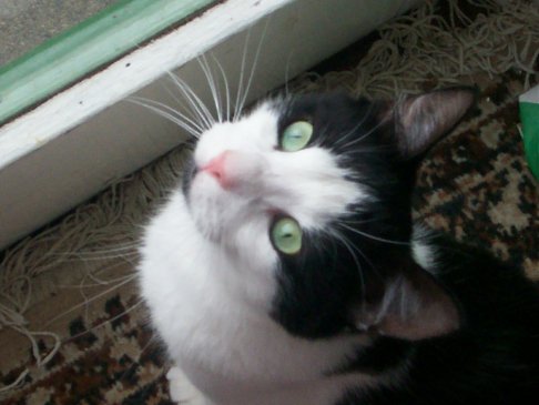 Picture of a cat / kitten / feline