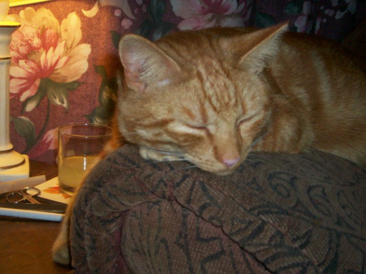 Picture of a cat / kitten / feline