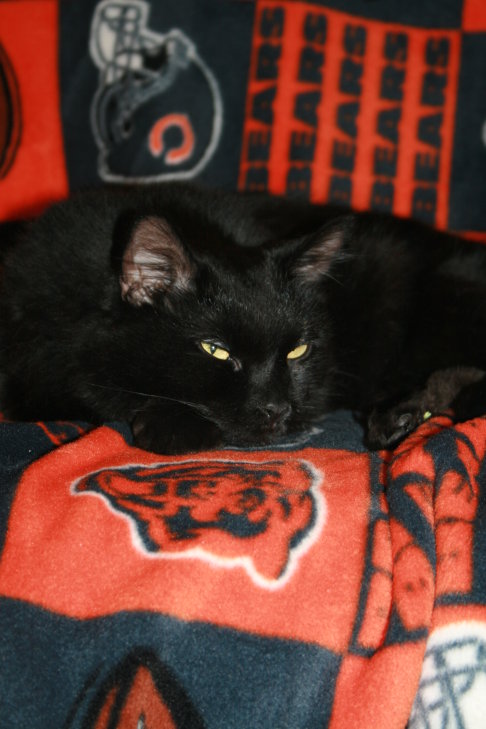 Picture of a cat / kitten / feline