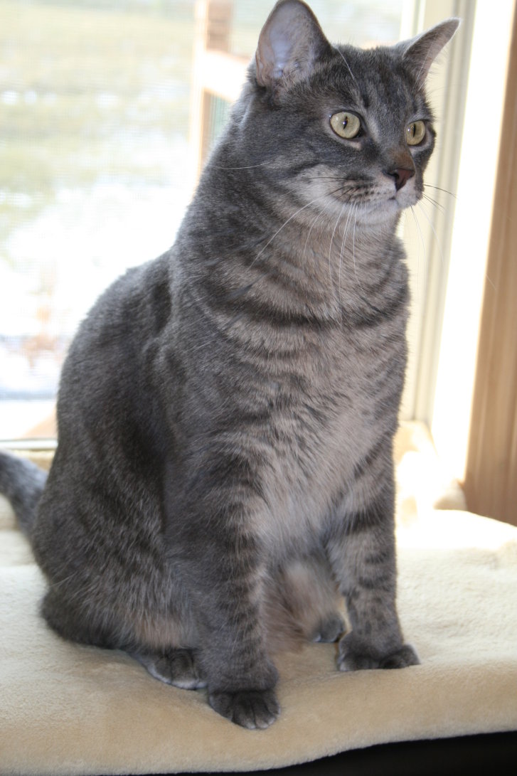 Picture of a cat / kitten / feline