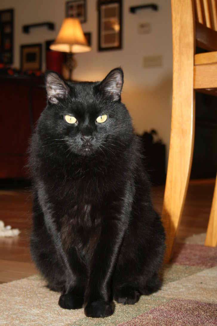 Picture of a cat / kitten / feline