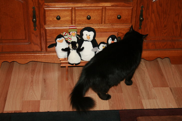 Picture of a cat / kitten / feline