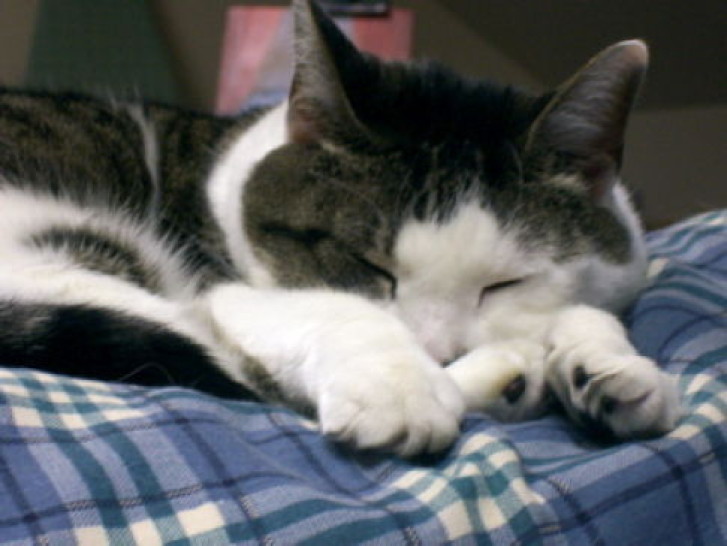 Picture of a cat / kitten / feline