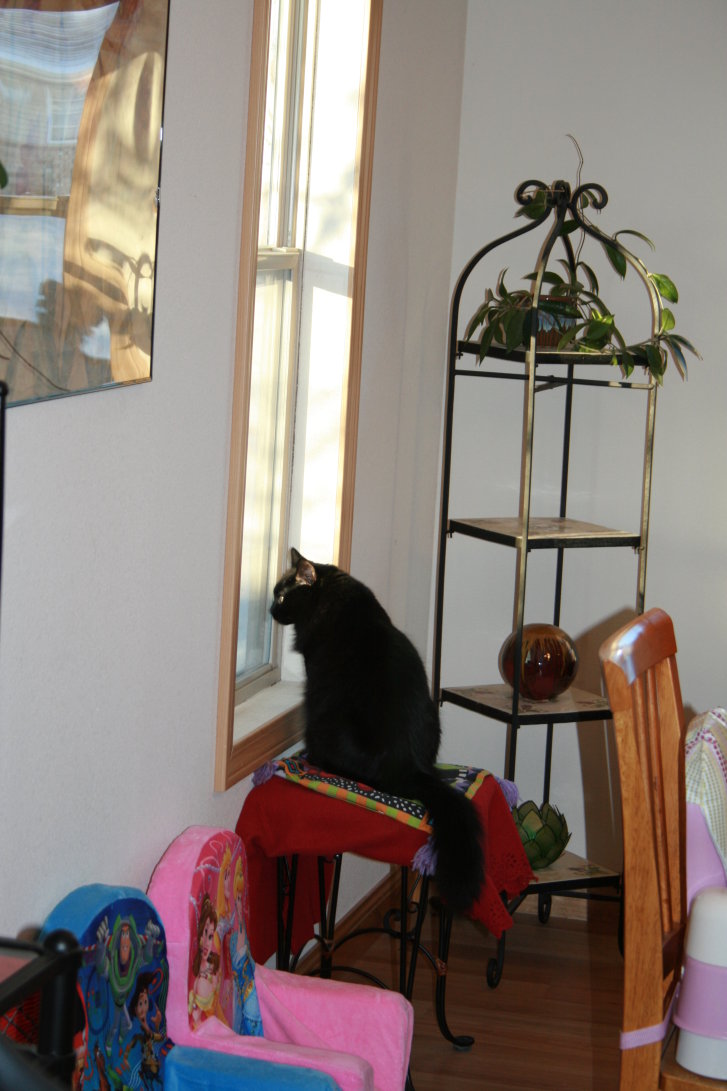 Picture of a cat / kitten / feline