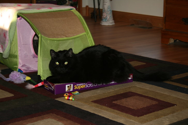 Picture of a cat / kitten / feline