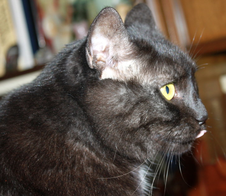 Picture of a cat / kitten / feline