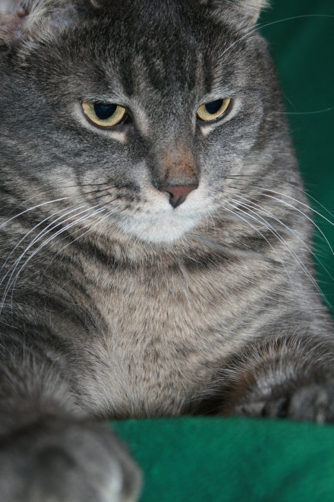 Picture of a cat / kitten / feline