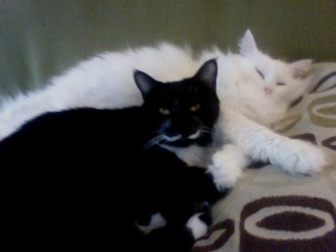 Picture of a cat / kitten / feline