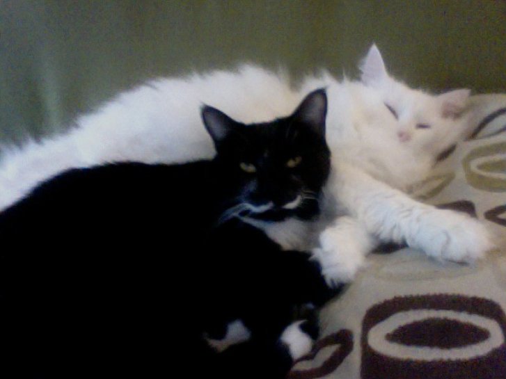 Picture of a cat / kitten / feline