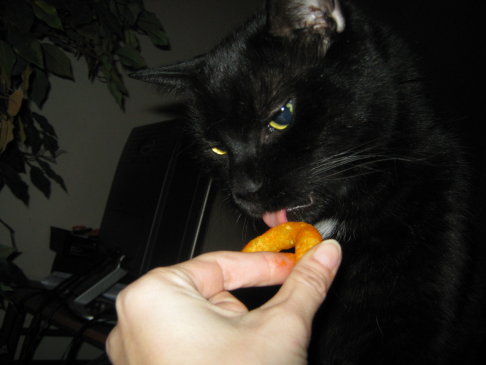 Picture of a cat / kitten / feline