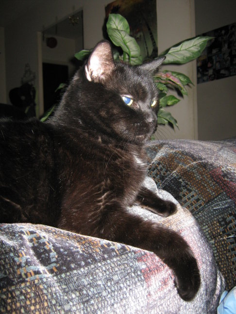 Picture of a cat / kitten / feline