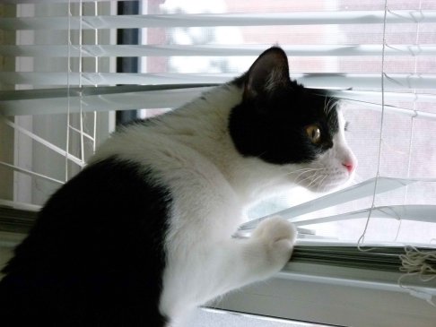 Picture of a cat / kitten / feline