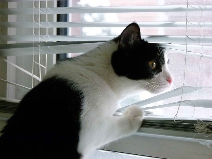 Picture of a cat / kitten / feline