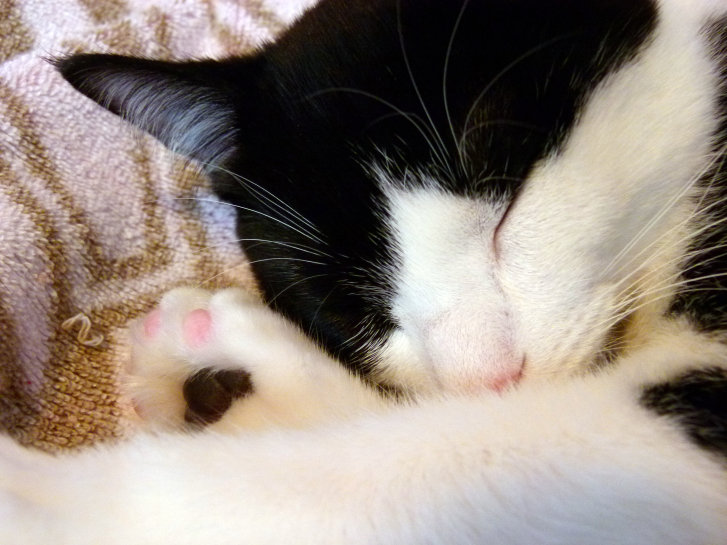 Picture of a cat / kitten / feline