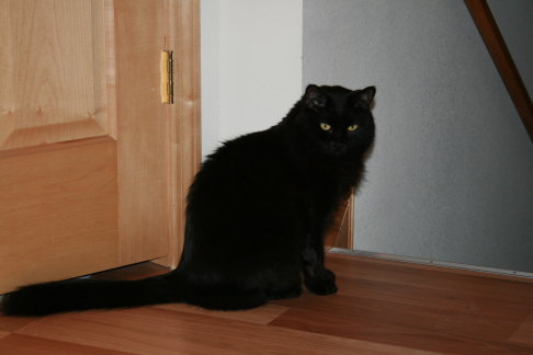 Picture of a cat / kitten / feline