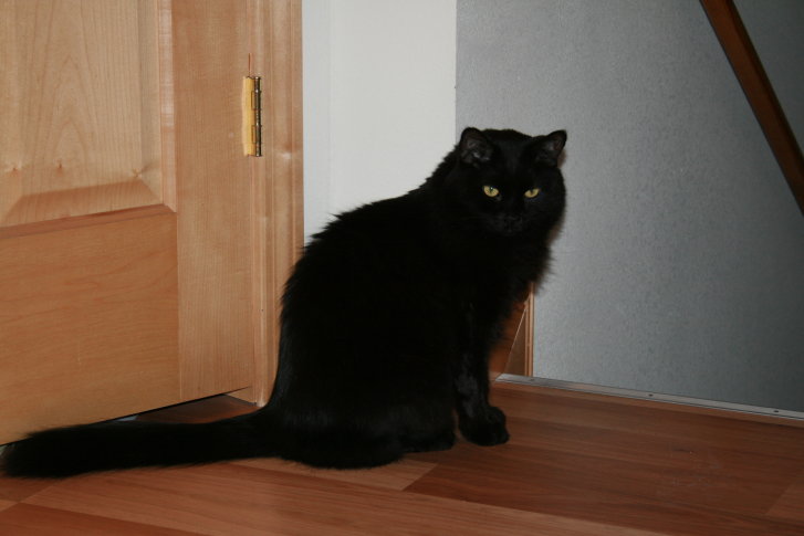 Picture of a cat / kitten / feline