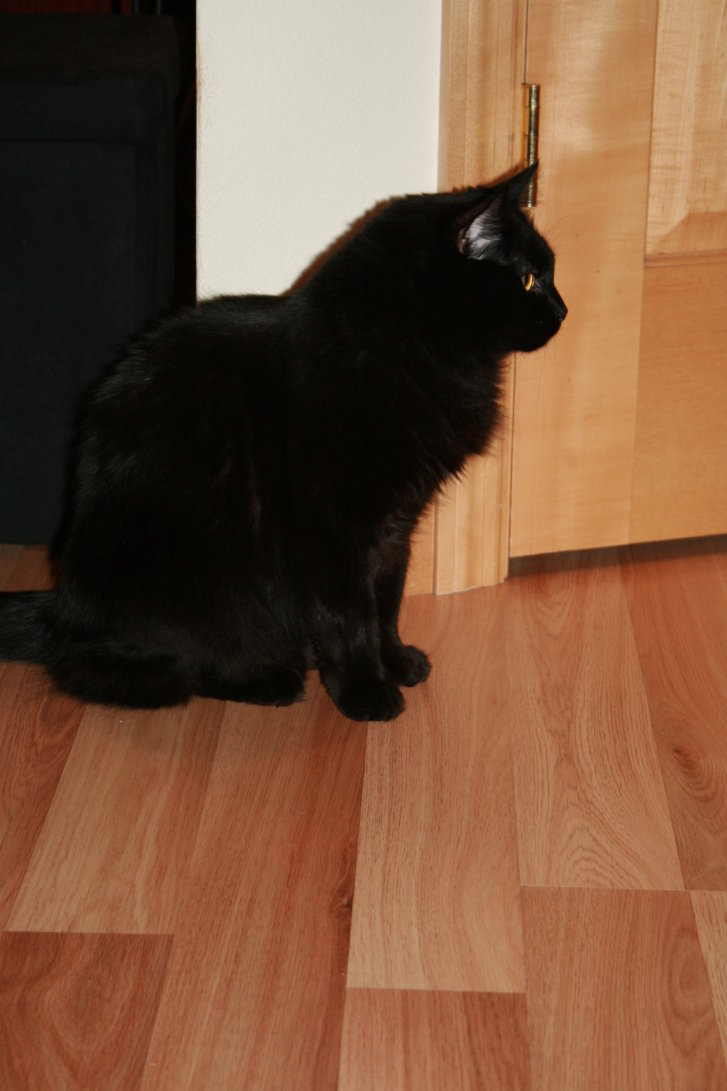 Picture of a cat / kitten / feline