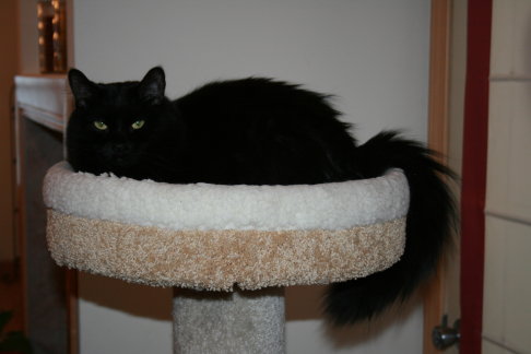 Picture of a cat / kitten / feline