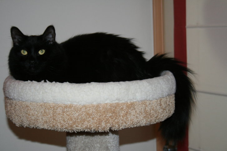 Picture of a cat / kitten / feline