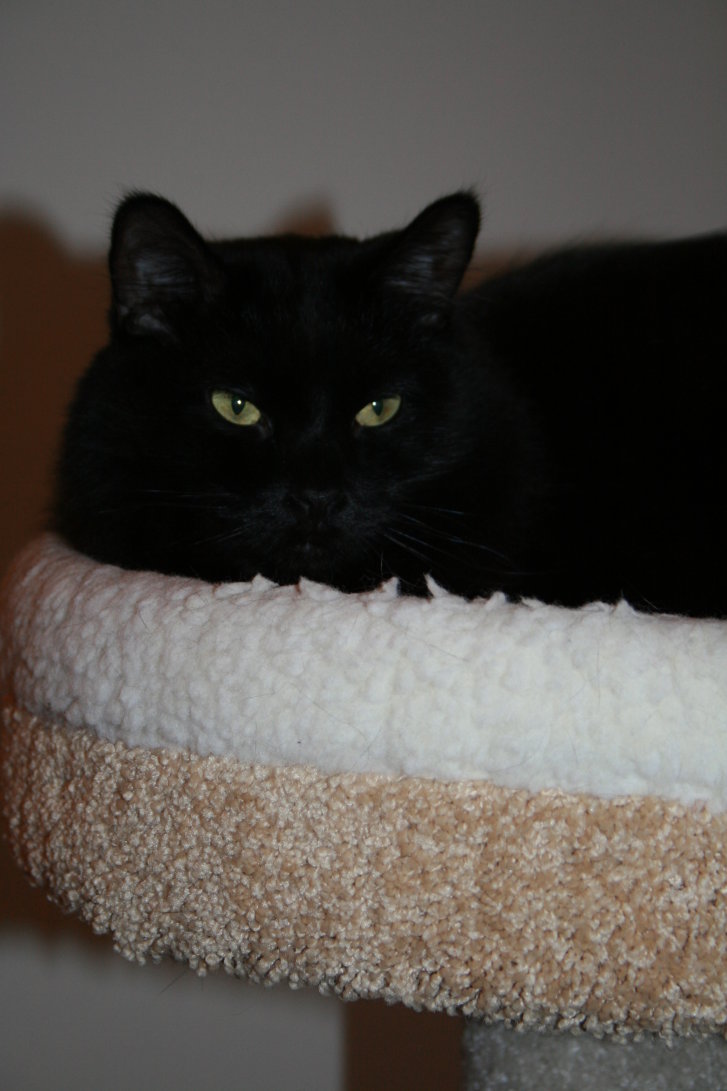 Picture of a cat / kitten / feline