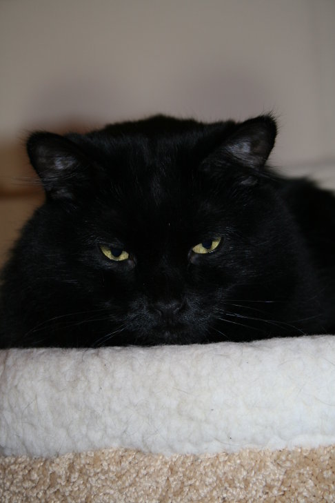 Picture of a cat / kitten / feline