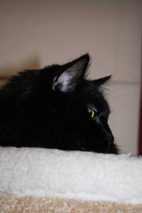 Picture of a cat / kitten / feline