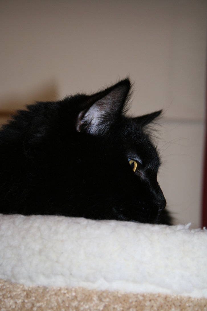 Picture of a cat / kitten / feline