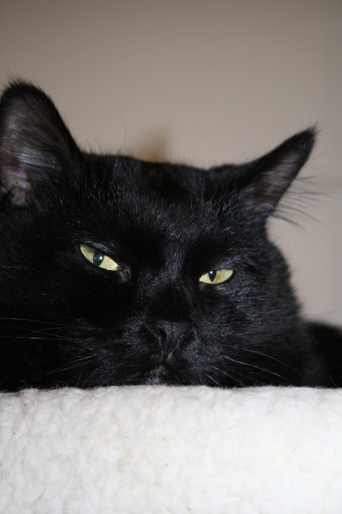 Picture of a cat / kitten / feline