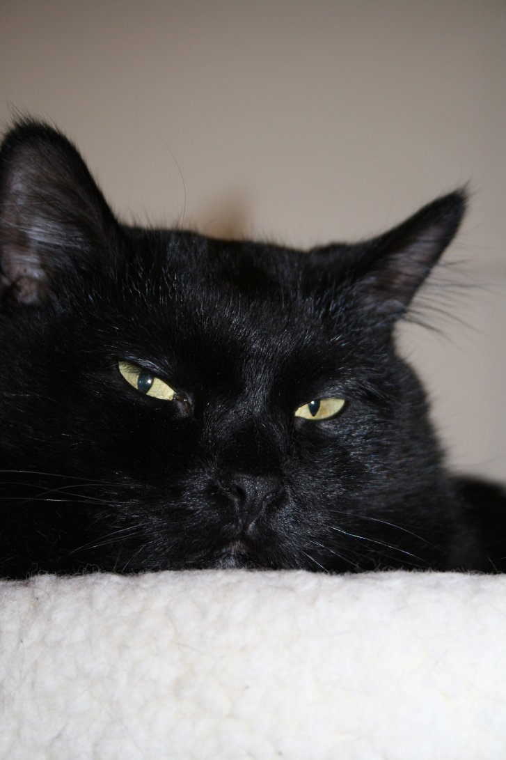 Picture of a cat / kitten / feline